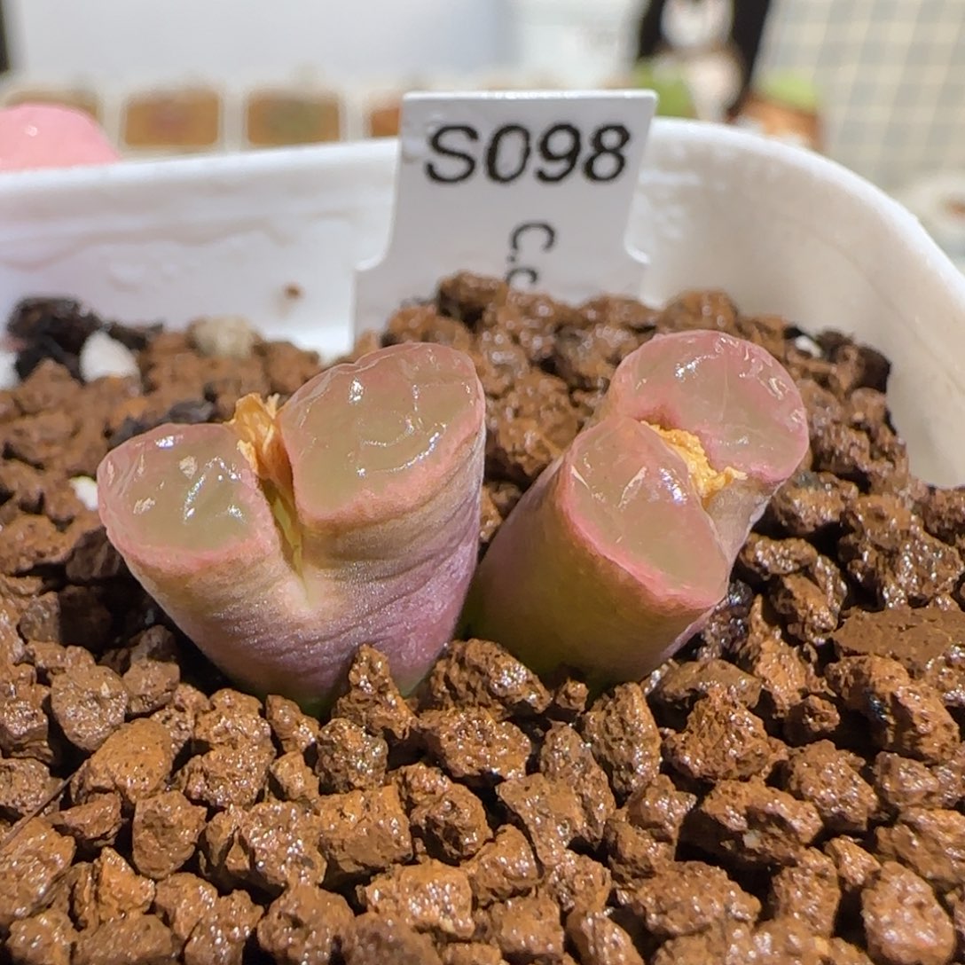 肉锥多肉植物组合-磁铁母本1610