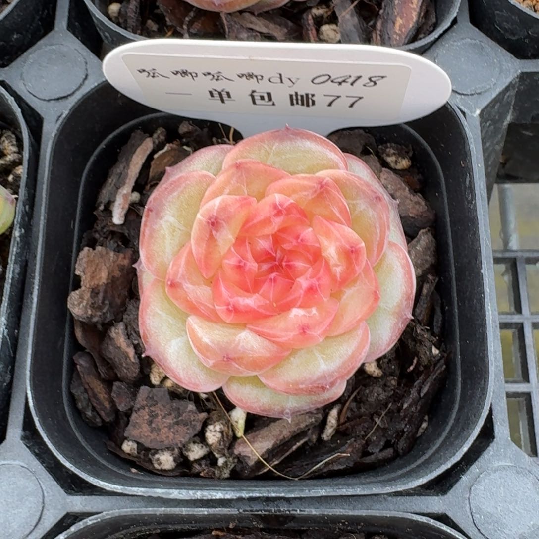 0418-77-编号混单头