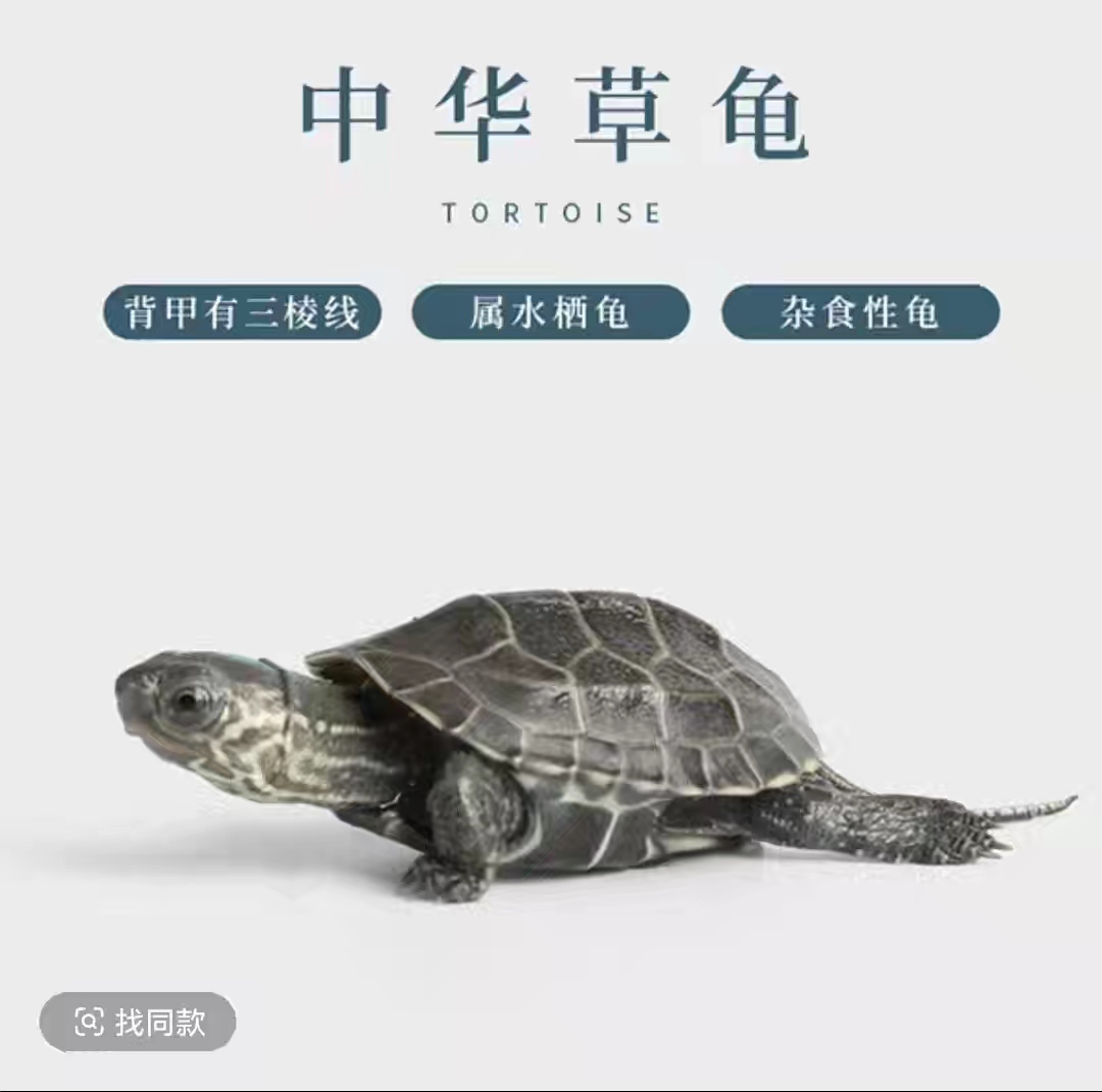 直播间选龟链接：观赏乌龟宠物活体（一龟一拍以直播选龟为准）
