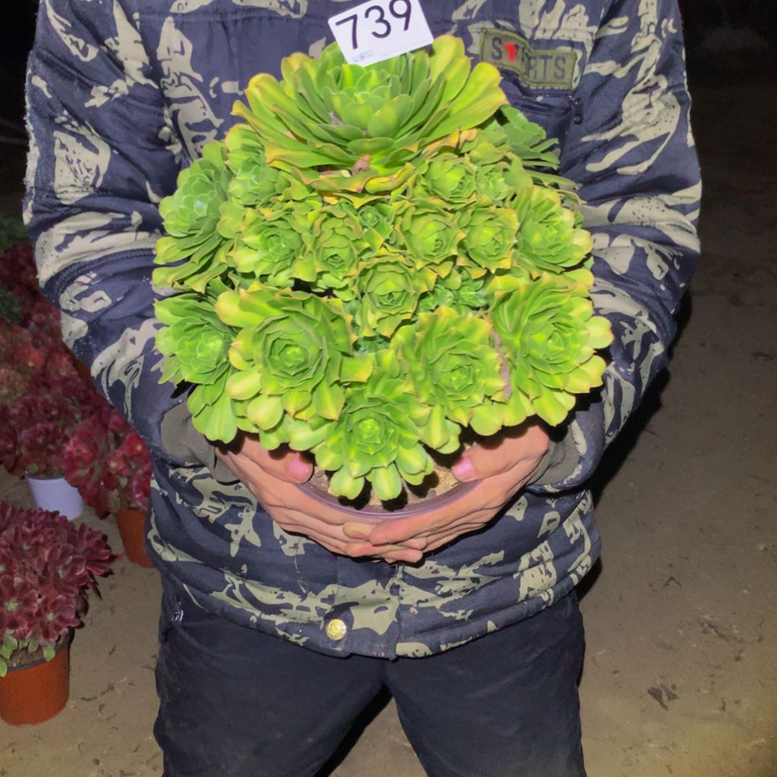 法师多肉植物739