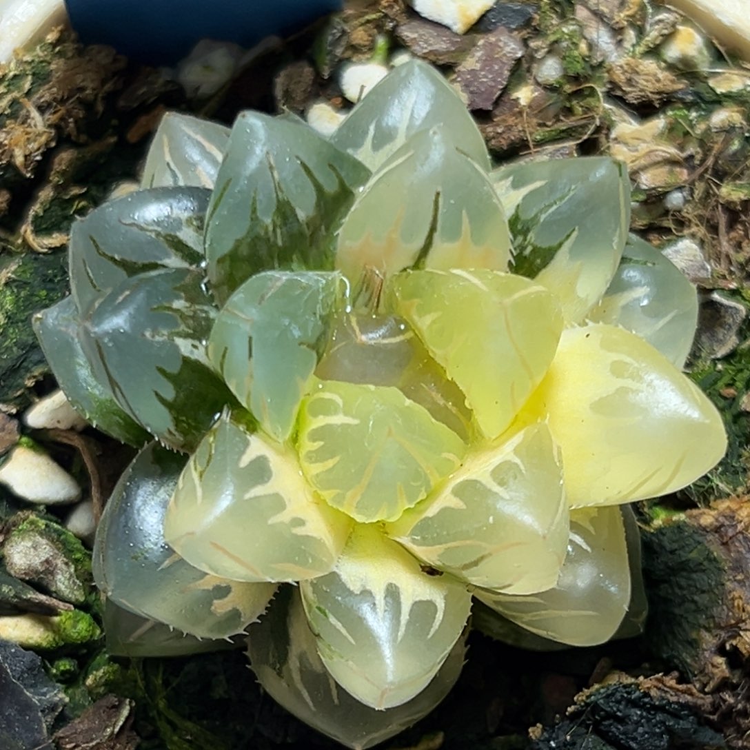 恭喜发财大吉大利629