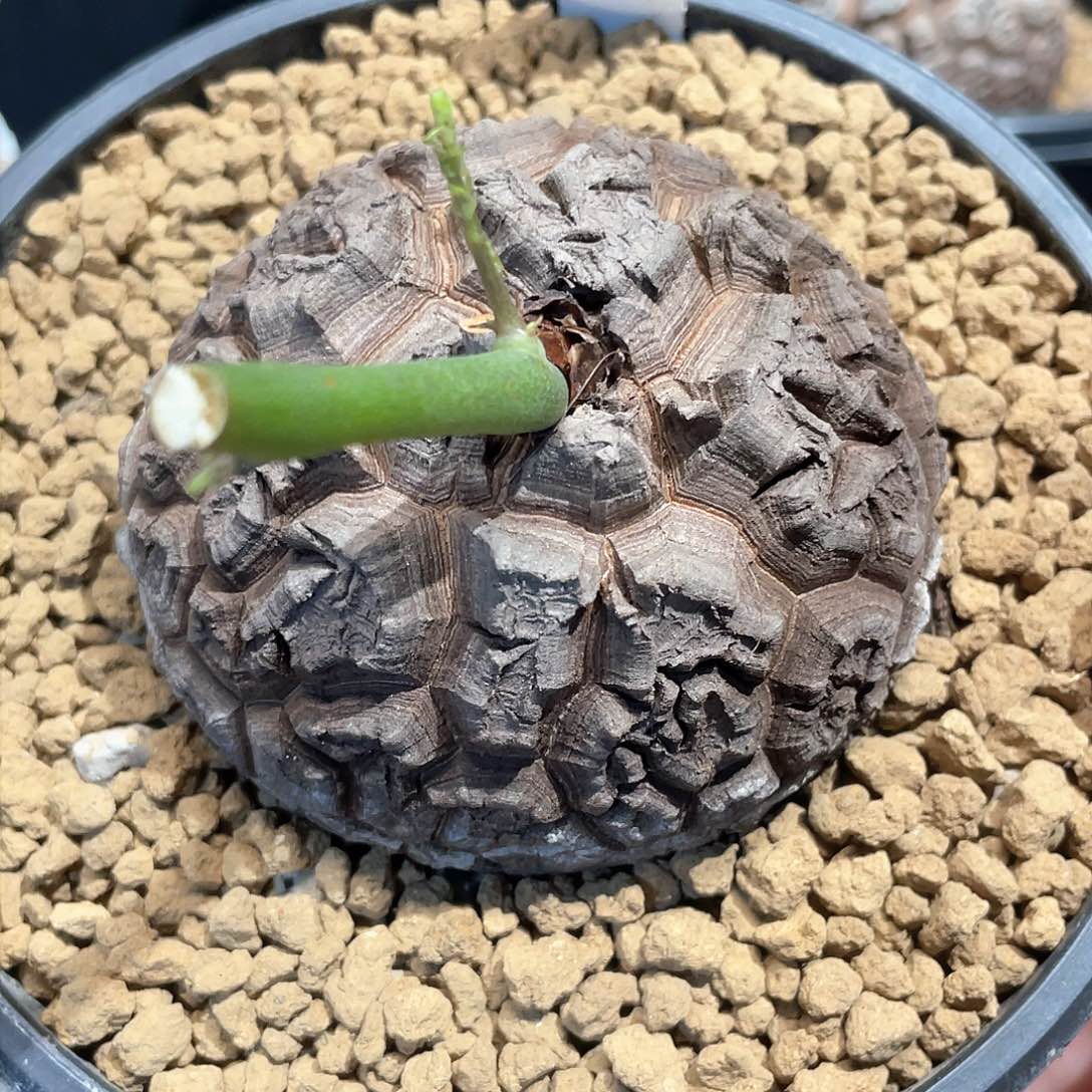 338龟甲龙8.1公分