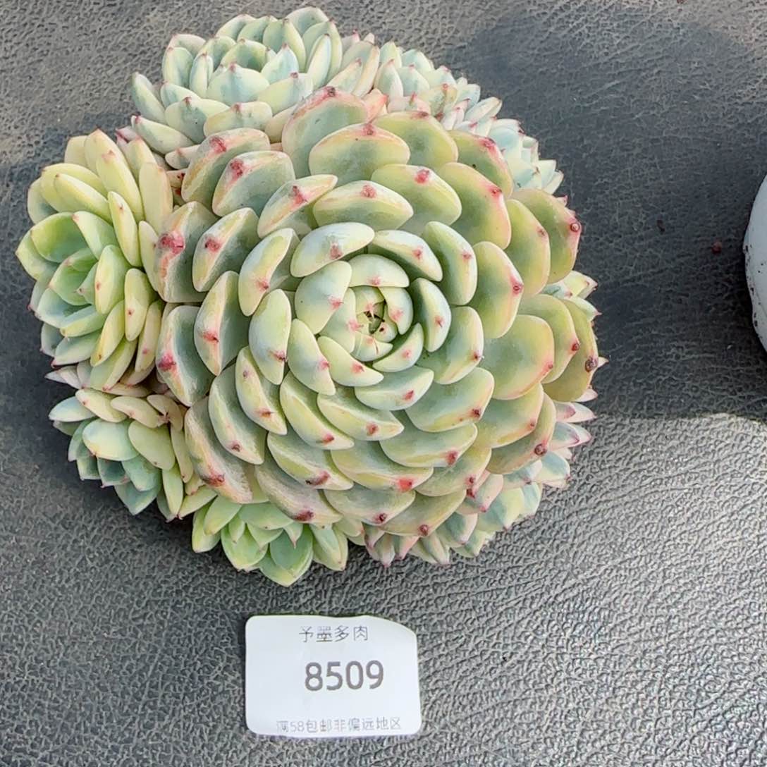 姬莲锦，8509多肉植物