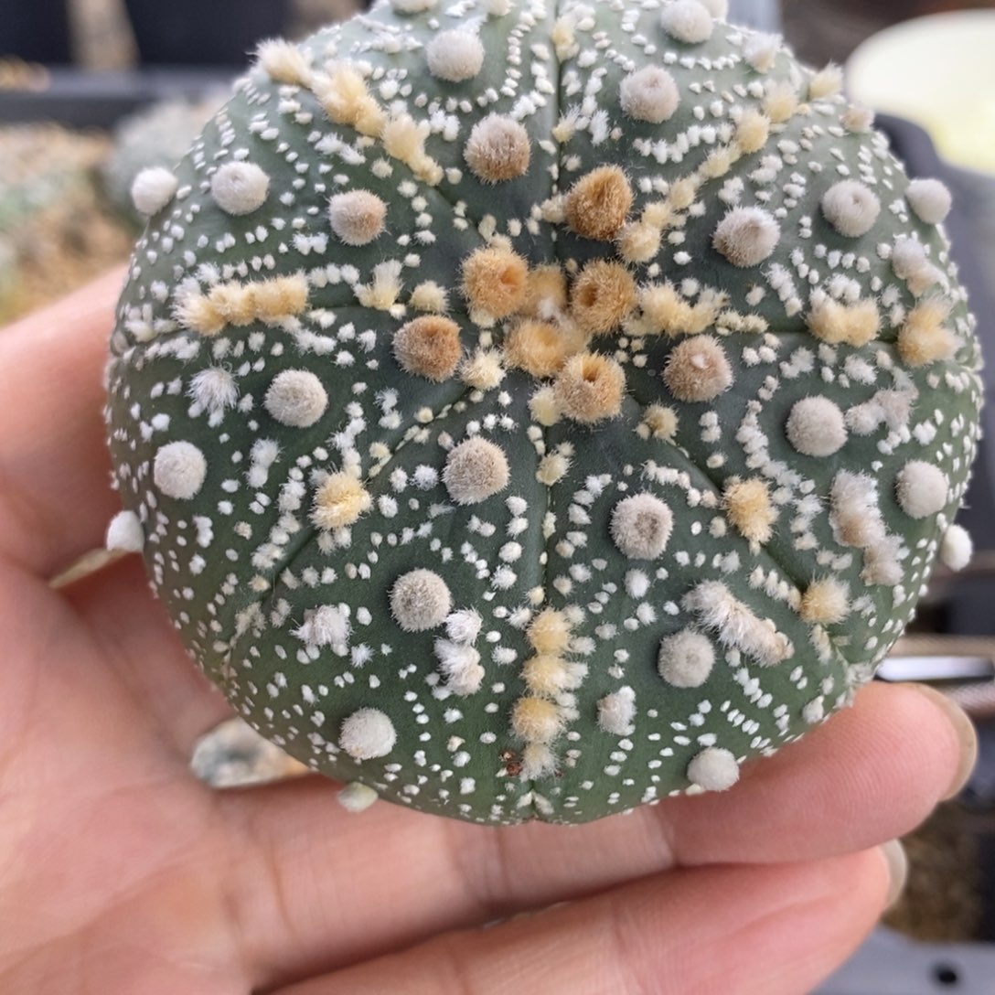 阔***前无刺仙人球星球属兜