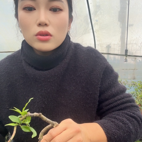 无花朵金弹子一物一拍