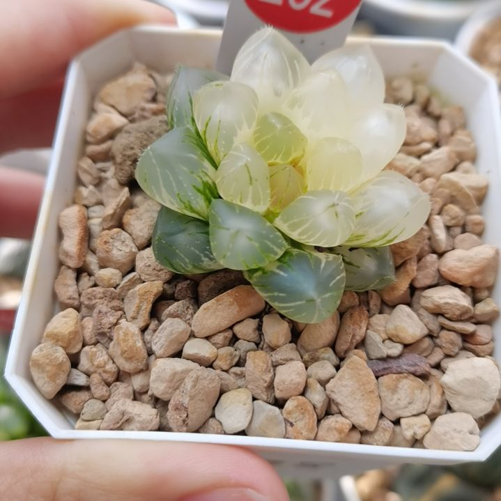 202号OM玉露锦一物一拍带盆土发货