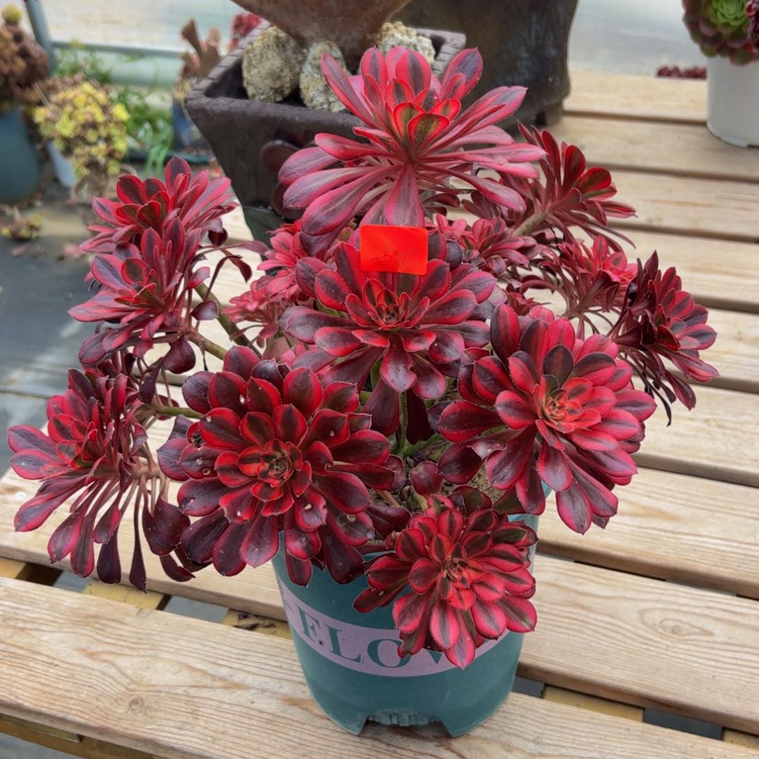 2305炖肉植物发货香花脸