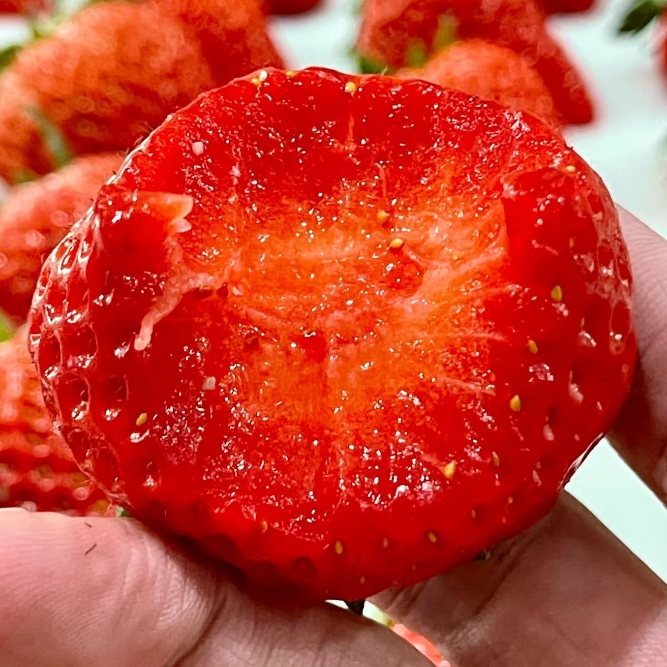 超级甜的丹东99草莓一盒一斤15米