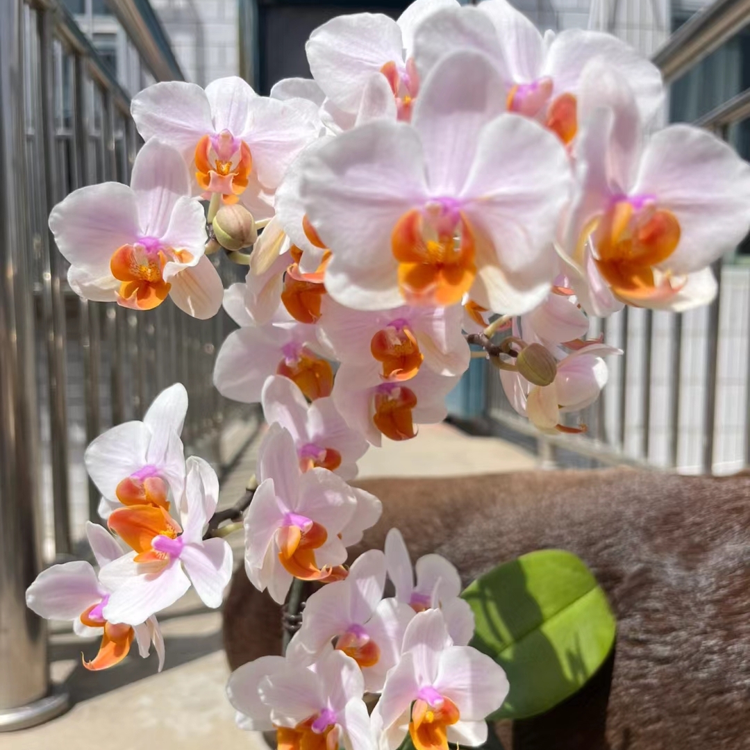 蝴蝶兰豆蔻年华绿植