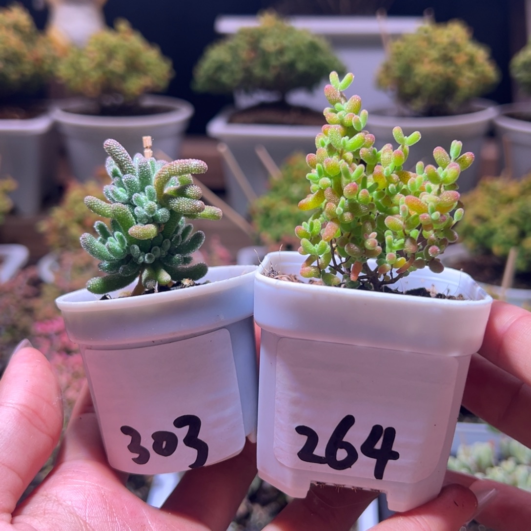 嘿***嘿组合一物一拍带盆土发货