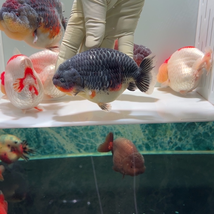 金鱼麒麟兰寿金鱼aaa