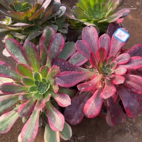 491多肉植物组合