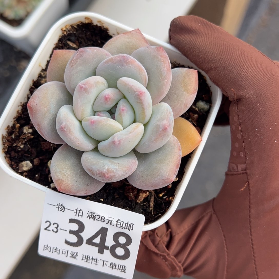 香橙多肉多肉多肉多肉