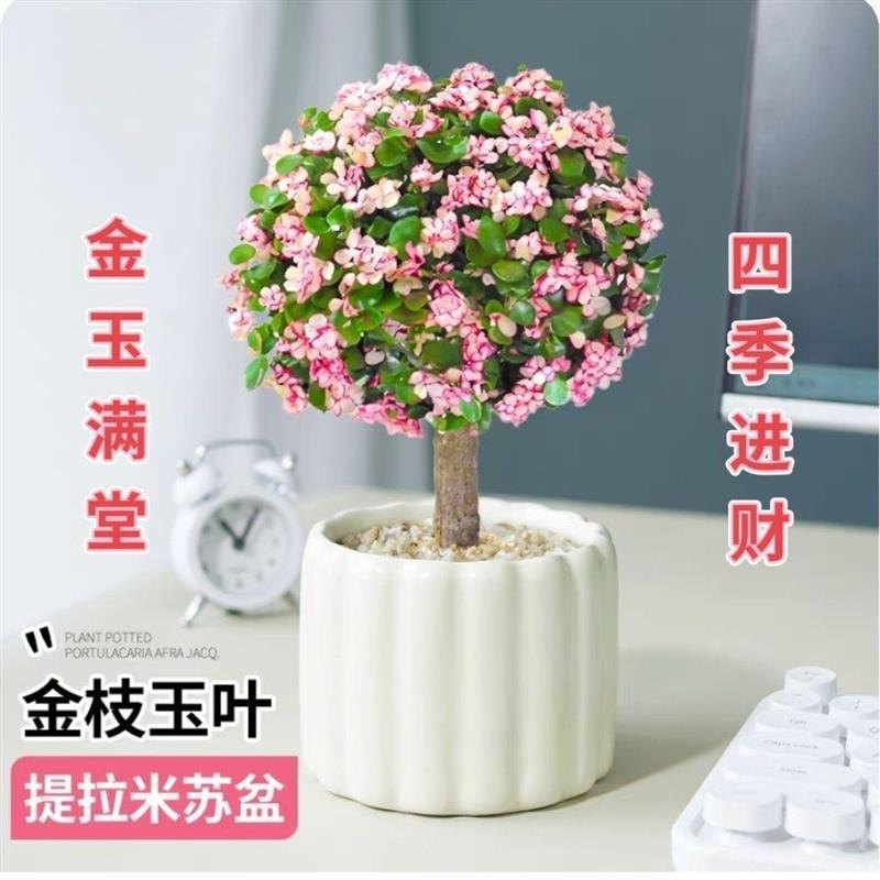 金枝玉叶多年老桩盆栽带盆带土室内阳台办公室桌面绿植花卉防辐射