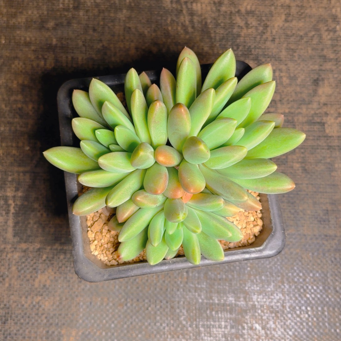 橙色奇迹福利111111111111111多肉11111111