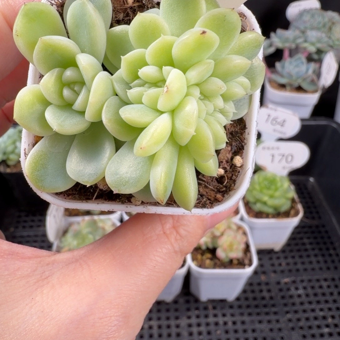 纸鸢缀化174号一颗