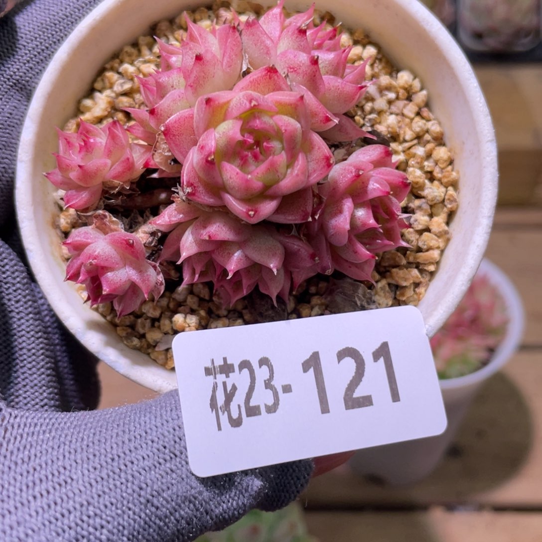 花利美23-121麦秆群