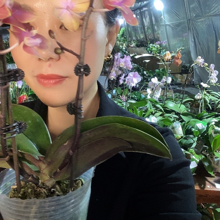 无花朵魔法城堡蝴蝶兰