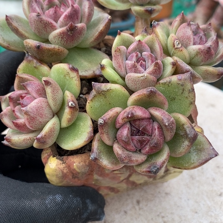 黑水晶系列整无砍多肉