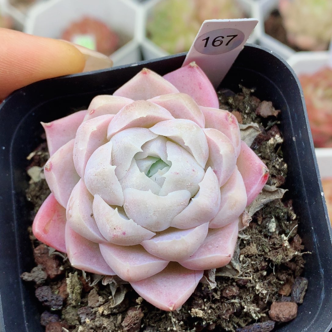 月影58包邮  群生不包整167