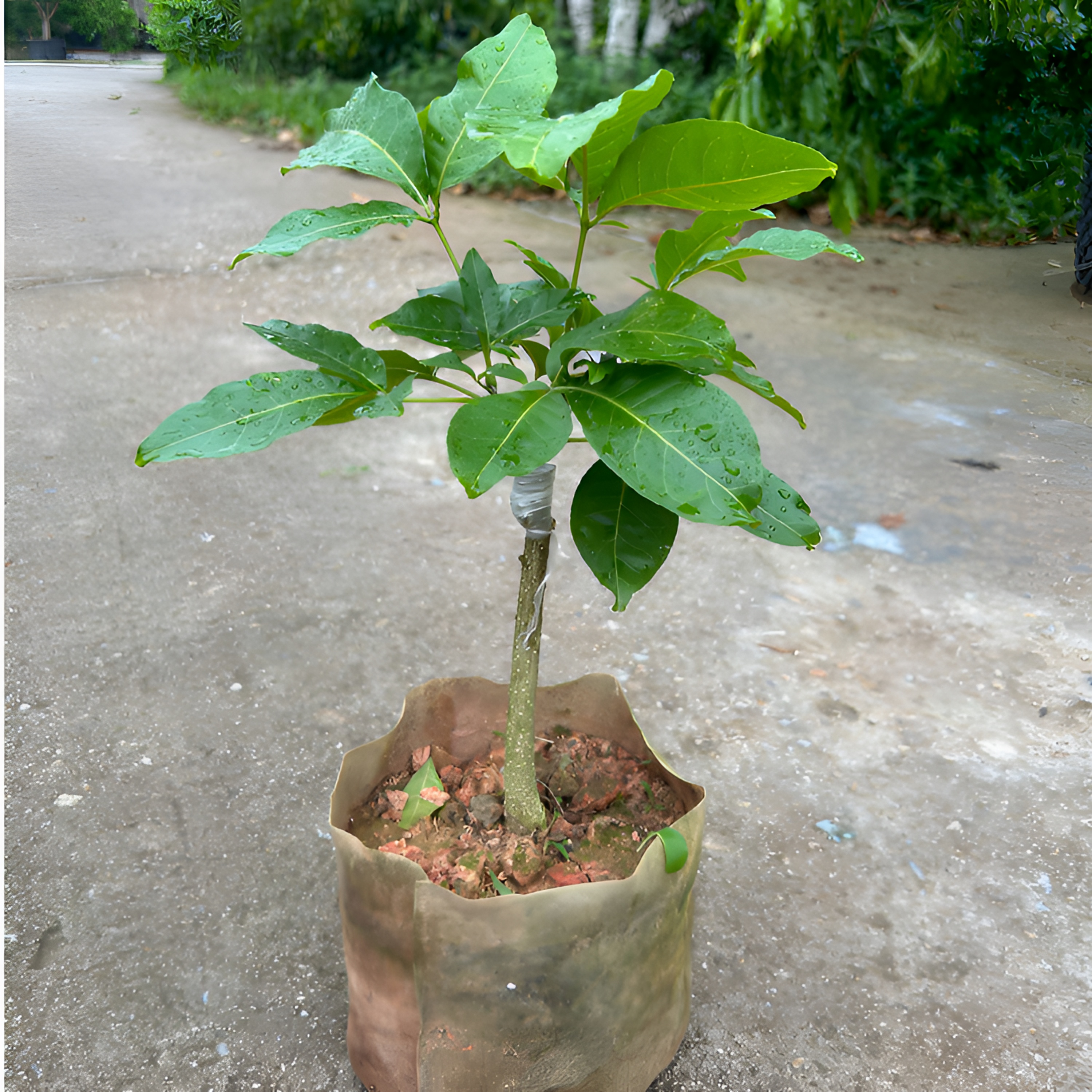 冰淇淋苗绿植地栽盆栽庭院种植