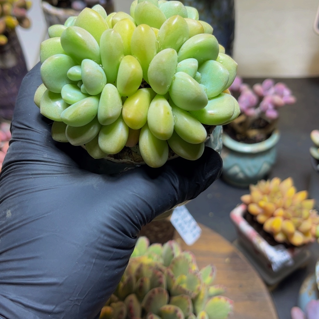 865泡泡糖9厘米多肉