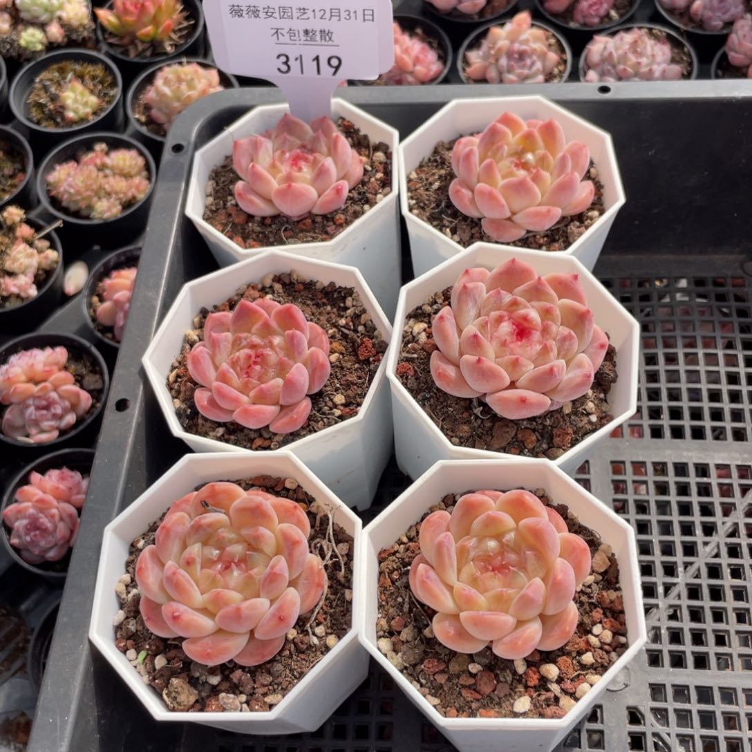 不包整散 盆子不售后3119