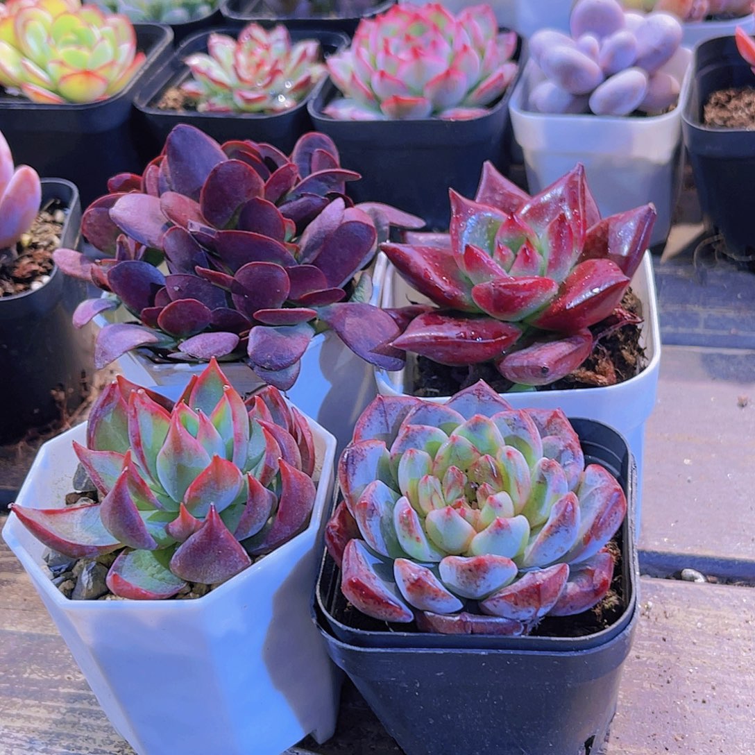 四盆111111111111111