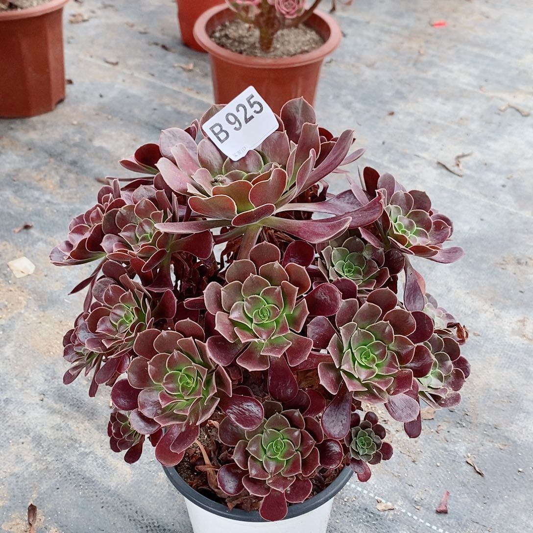 欧紫925多肉11111