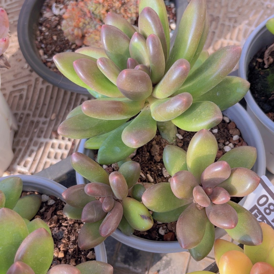 芒果奶3180多肉植物