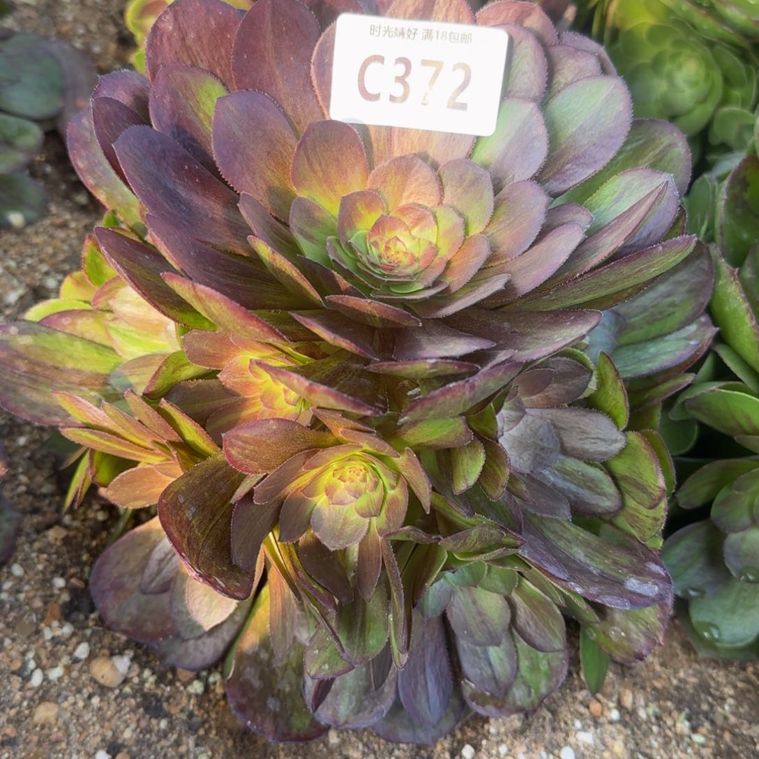 372花月夜多肉植物