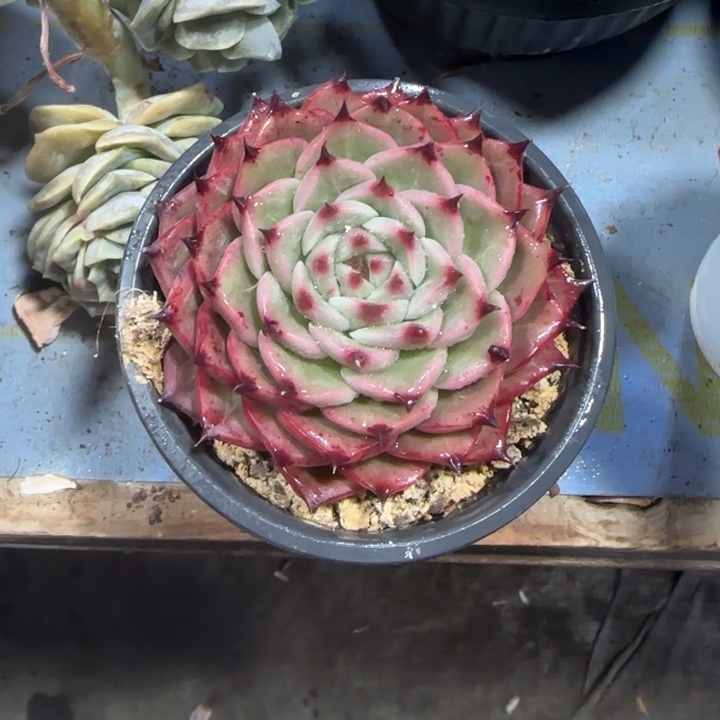长睫毛，一物一拍了