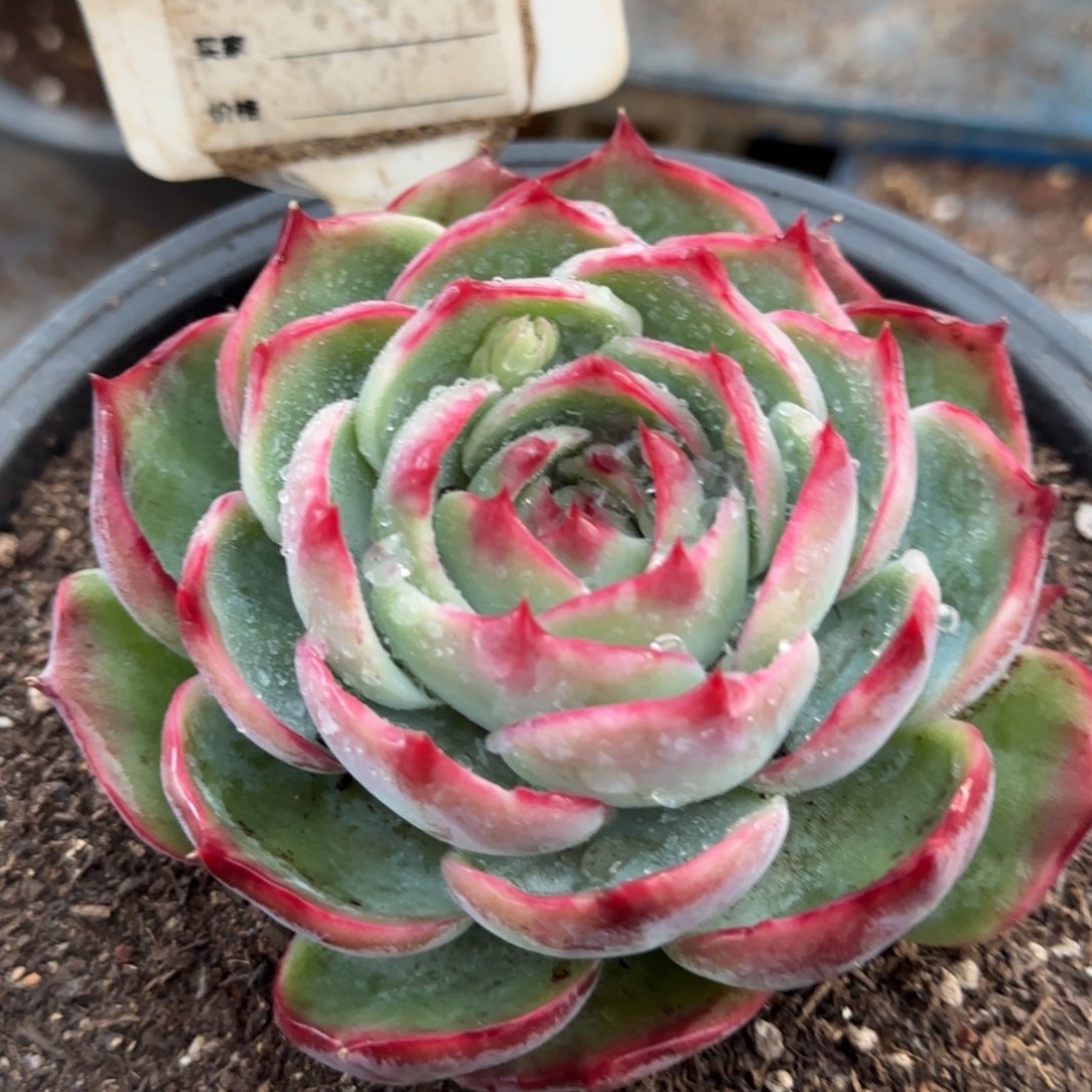 玫瑰惊鸿一物一拍包装收缩花旱806