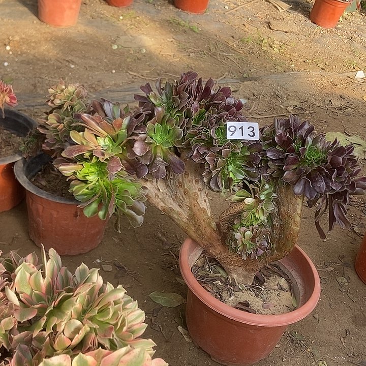 913欧紫缀微瑕疵特价