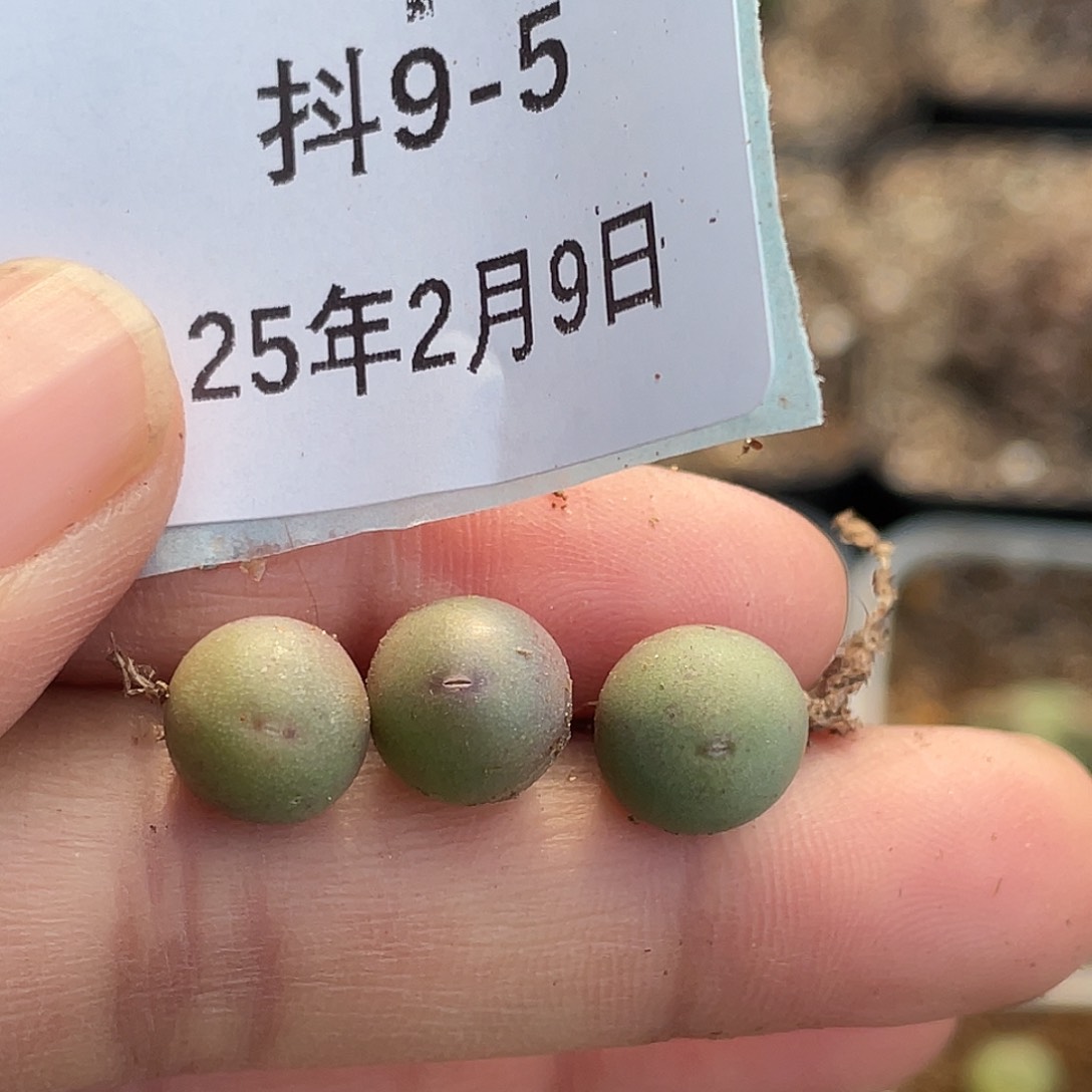 9-5肉锥v嘴多肉植物