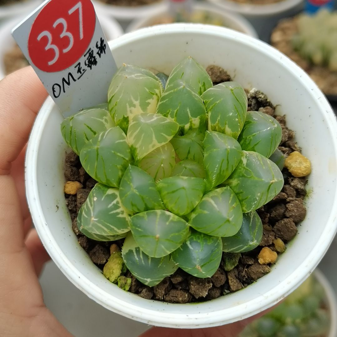 337号OM玉露锦一物一拍带盆土发货