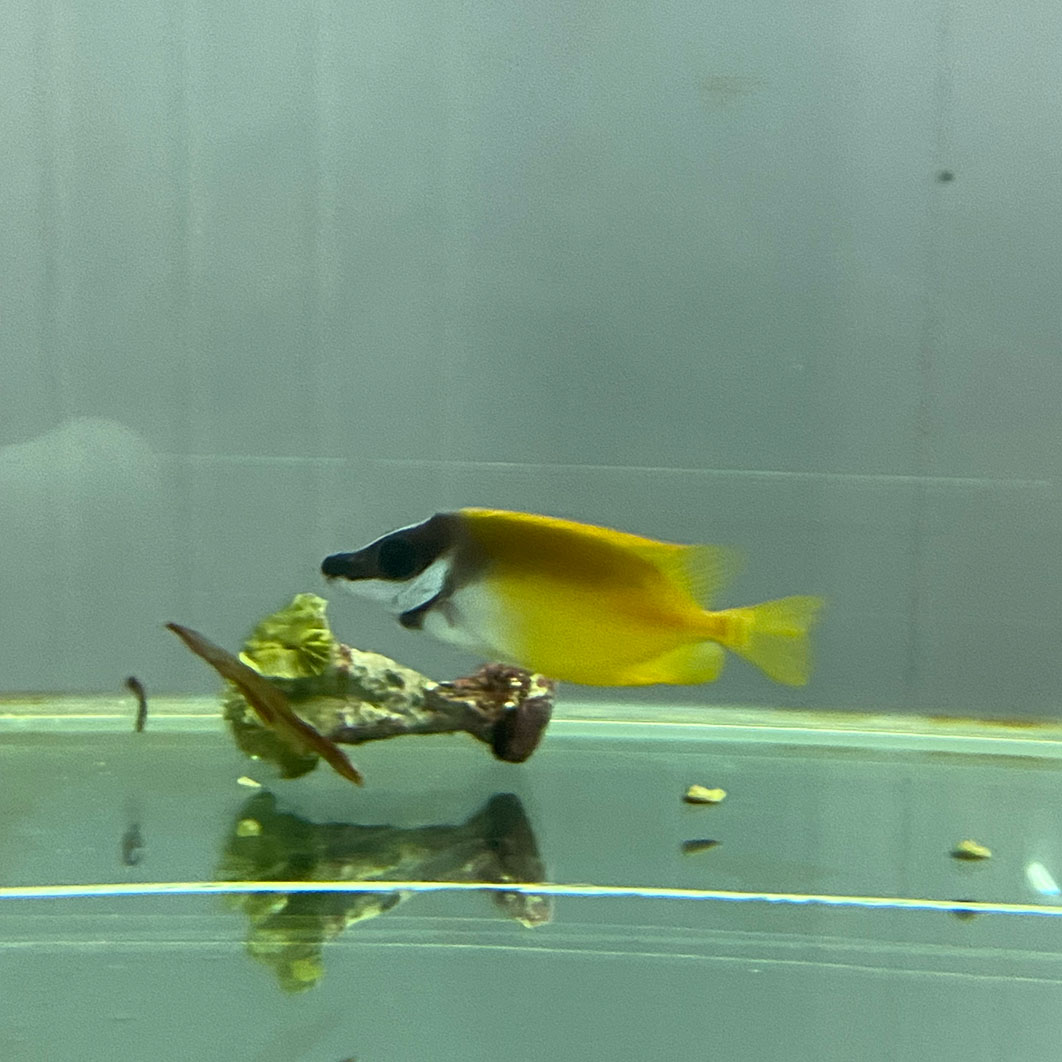 观赏鱼黄狐狸7-8cm（包装费20），运费顺丰预付多退少补，广东发货