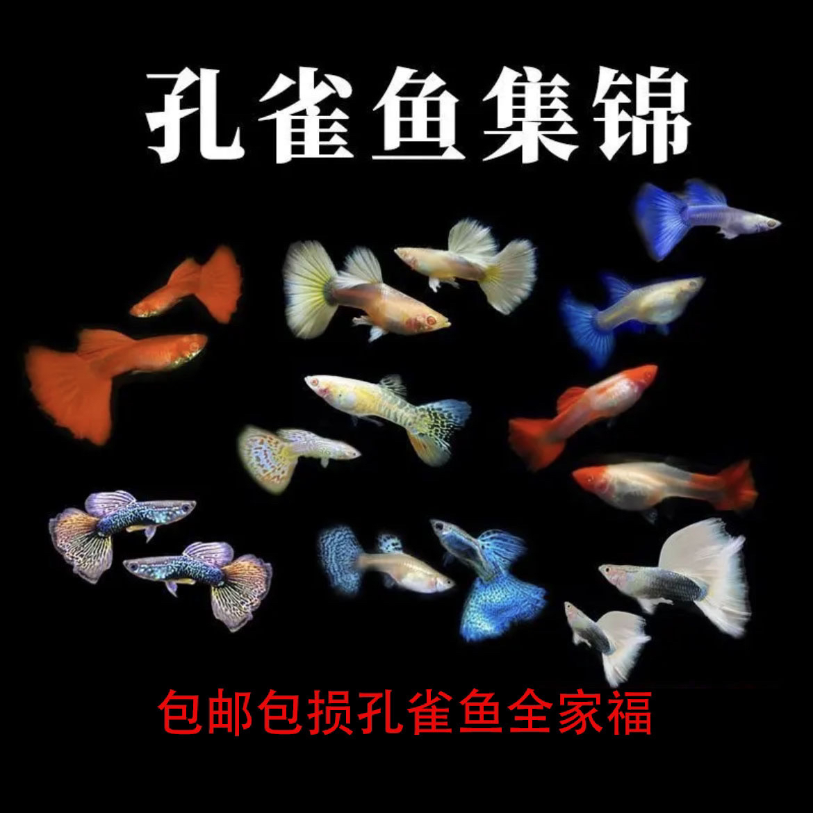 孔雀鱼大全家福5-6品种16+4备损20条（点关注送鱼粮）