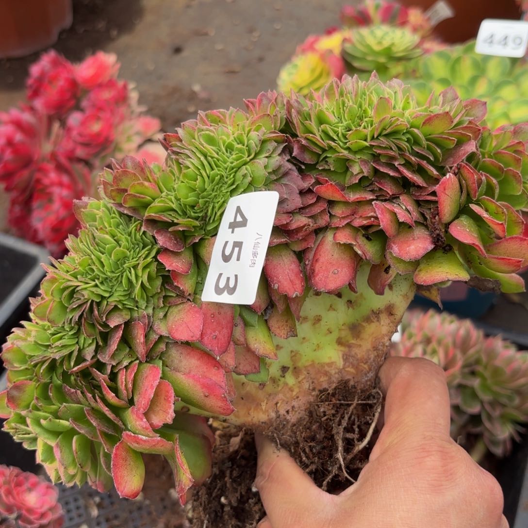 453多肉植物海王缀