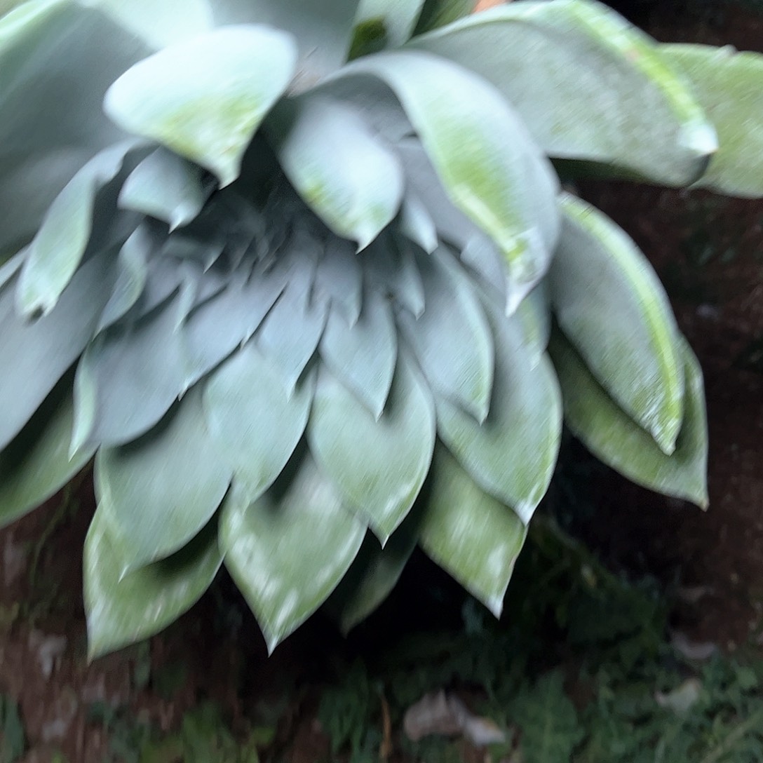 80401匍匐仙女杯多肉