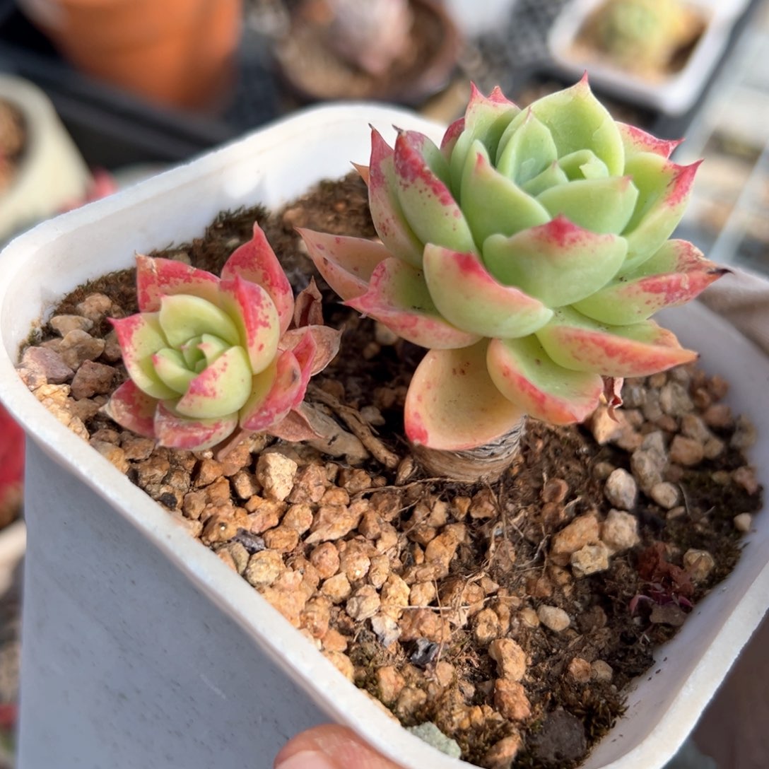 三色堇（满38包邮）多肉