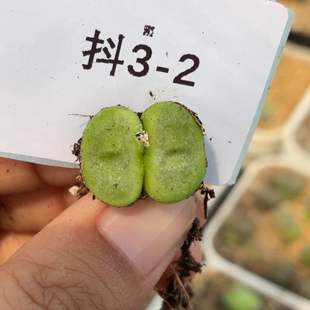 3-2水晶鞋多肉植物