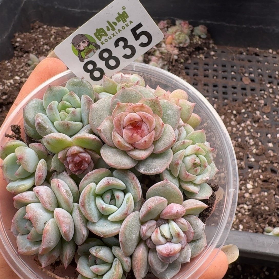 多肉植物多肉植物