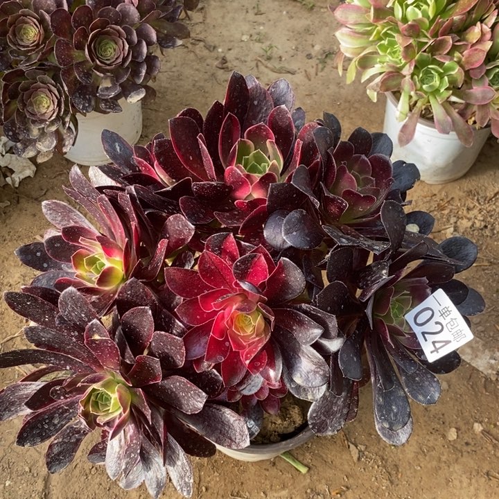 024金丝雀阴阳绣球多肉