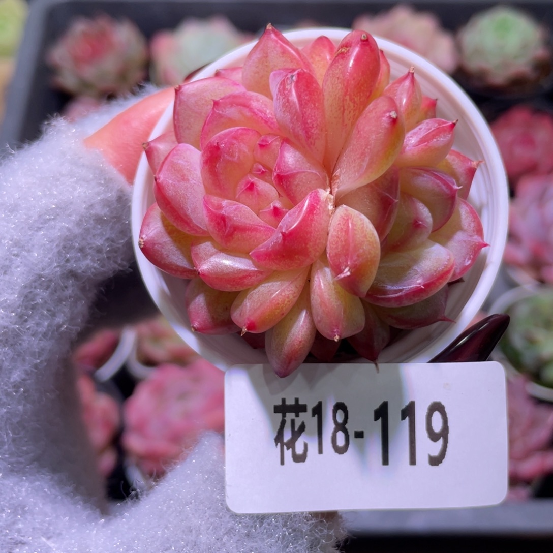 花利美18-119新品