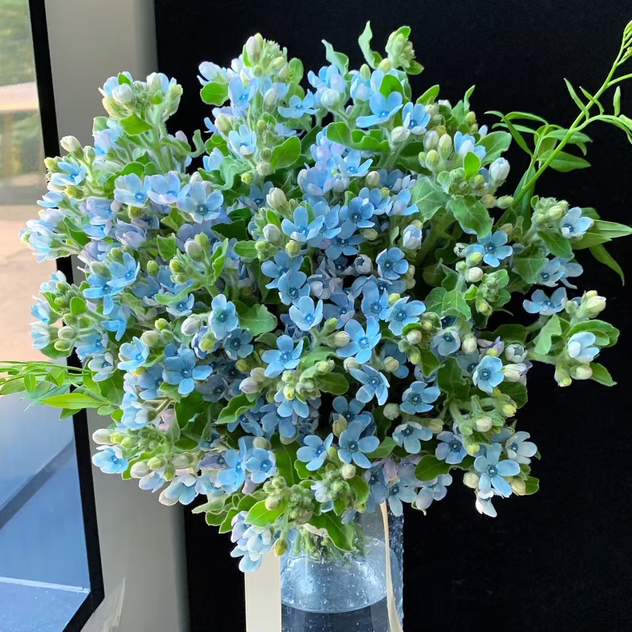 1扎蓝星花（两单顺丰冷链或京东快递）云南鲜花基地直发
