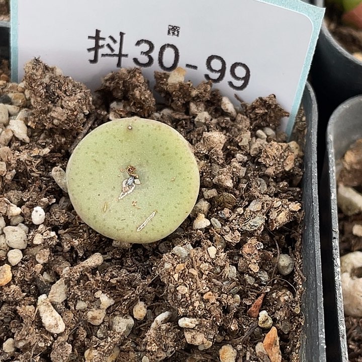 30-99酒杯多肉植物