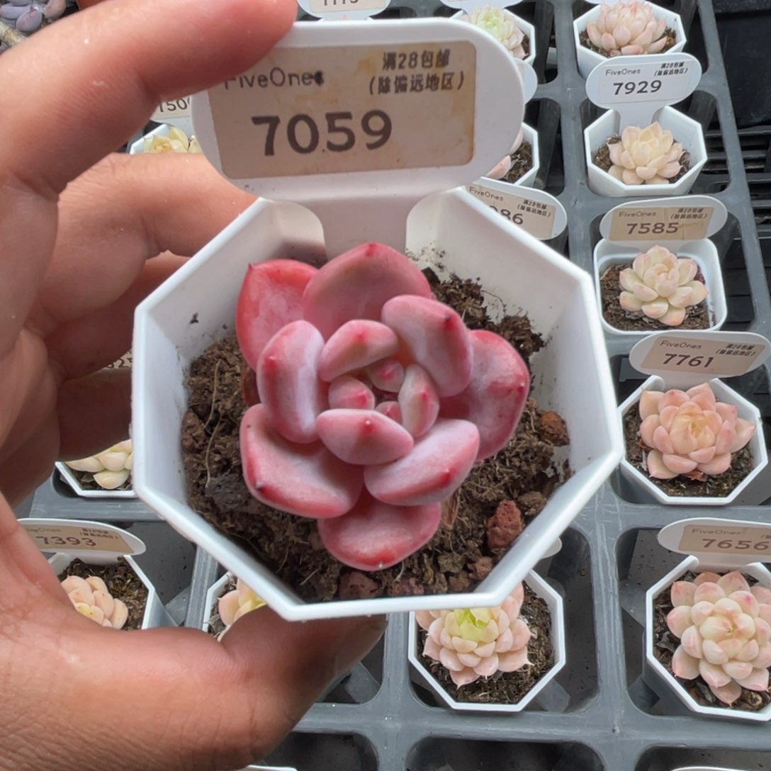 7059林依晨4.0厘米