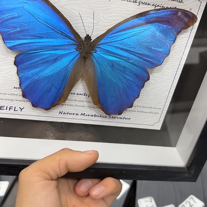 蛋***子蝴蝶标本定制772@