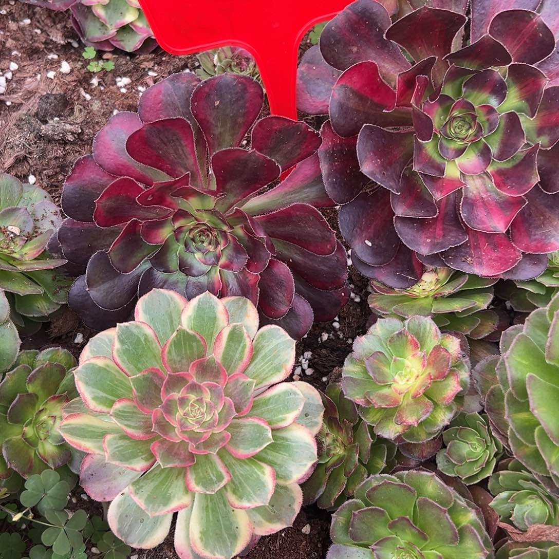 清***族精品多肉植物清水姐
